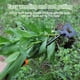 thumbnail image 3 of Herramienta quitahierbas SIXCAR de acero al manganeso para jardín, 34 cm, 3 of 7