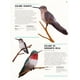 thumbnail image 2 of Enciclopedia de las aves, 2 of 4