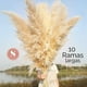 thumbnail image 3 of Ramo 10 Pampas Secas Decorativas, 3 of 8