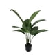 thumbnail image 1 of Ave Del Paraiso (strelitzia) 90cm, 1 of 3