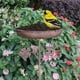 thumbnail image 2 of Baño para pájaros, comedero para pájaros con estaca de jardín, regalo, cuenco de agua resistente, baño para pájaros vintage para parque, terraza, pati, 2 of 5
