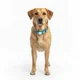 thumbnail image 2 of Collar de Perro con Localizador de Rastreo Global Android, 2 of 3