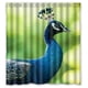 thumbnail image 1 of Cortina de ducha de pavo real con ganchos (66 x 72 pulgadas), 1 of 3