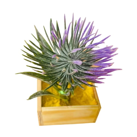 Magideal - Casa De Muñecas En Maceta, Casa De Muñecas En Maceta, Modelo De Paisaje, Micro Paisaje, Decoración Del Hogar, Casa De Muñecas, Planta En Miniatura Par