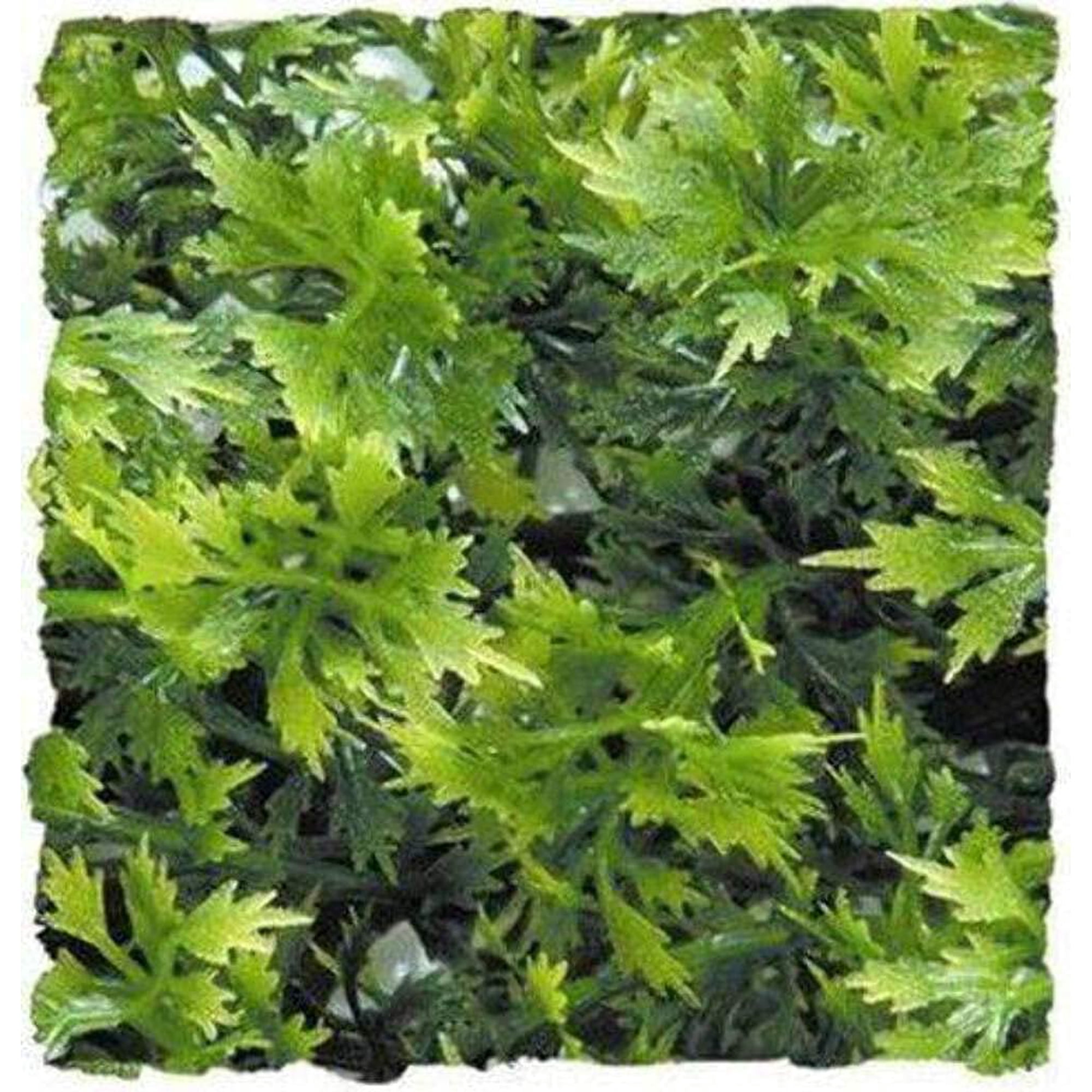Planta Decorativa Natural Tupido De Arce Australiano