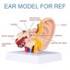 thumbnail image 3 of Modelo de oreja humana Boutvar 1,5x con base, 3 of 6