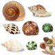 thumbnail image 1 of Conchas MOASIOP Pack de 7 unidades, longitud 5‑7 cm, apertura 1,5‑4,7 cm, 1 of 6