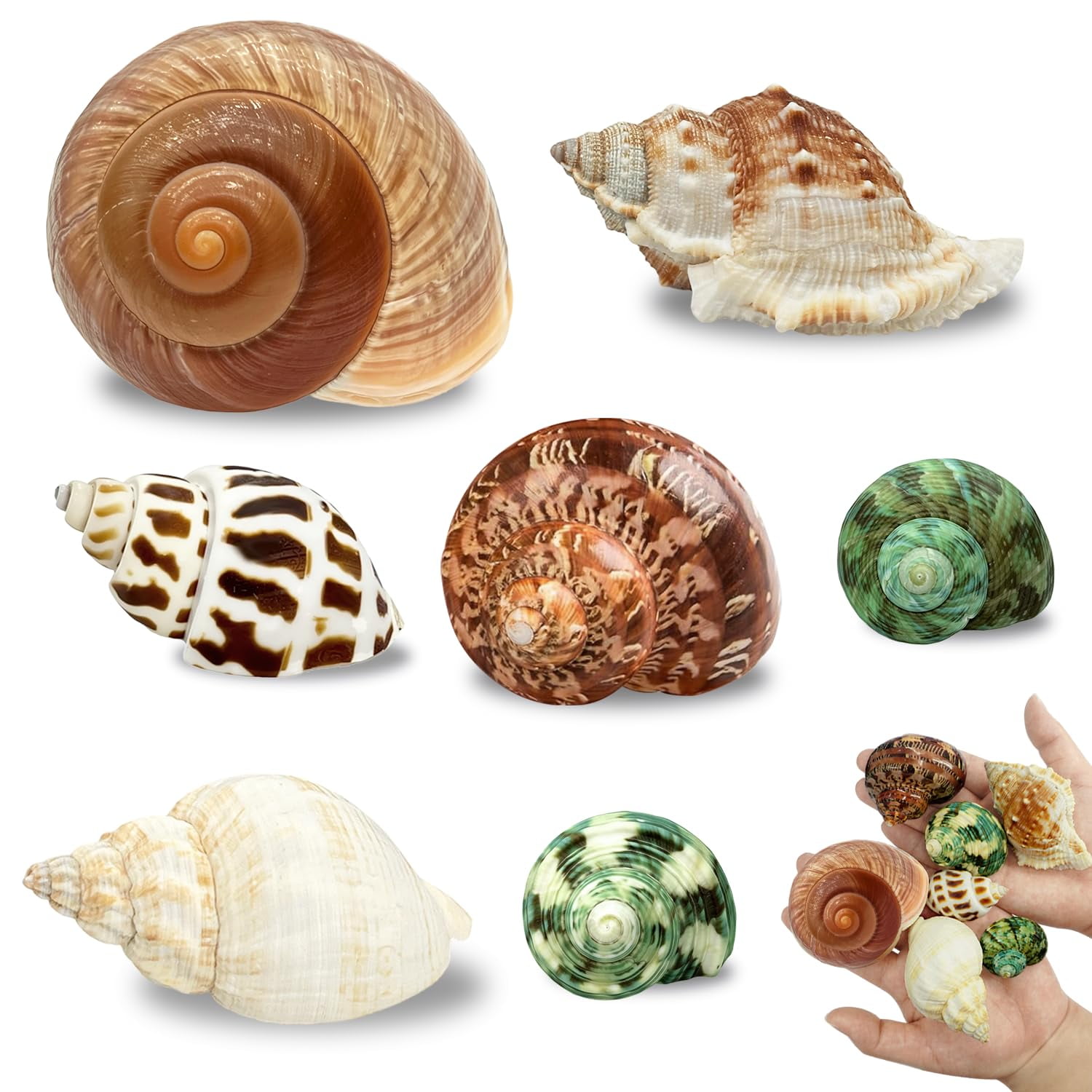 Conchas MOASIOP Pack de 7 unidades, longitud 5‑7 cm, apertura 1,5‑4,7 cm