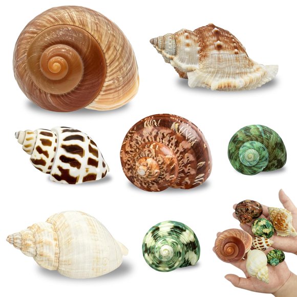 Conchas MOASIOP Pack de 7 unidades, longitud 5‑7 cm, apertura 1,5‑4,7 cm