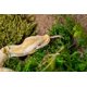 thumbnail image 3 of Terrario Green Sphagnum Moss Galápagos 4L, 3 of 6