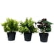 thumbnail image 1 of Planta artificial 9x24cm, 1 of 9