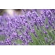 thumbnail image 4 of Dr Joe Lab Hidrosol de Lavanda en Spray Tonificador para el rostro, Agua Floral Hidratante, Puro y Natural para Todo Tipo de Piel (32 oz), 4 of 8