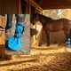 thumbnail image 2 of Botín Para Remojo De Casco Fácil De Usar Para Caballo, 2 of 7