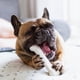 thumbnail image 5 of Juguete masticable Nylabone Original Bone Power para perros de tamaño mediano, 35 libras, 5 of 9