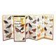 thumbnail image 1 of Guía plegable de mariposas de Florida – Earth Sky + Water, 1 of 1