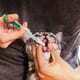 thumbnail image 2 of Jeringa Para Medicamentos Perros Y Gatos Verde, 2 of 3