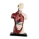 thumbnail image 2 of Modelo De Cuerpo Humano Para Niños 5 Piezas Extraíbles Con Soporte Para Modelo De Enseñanza, 2 of 2