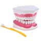 thumbnail image 4 of Dientes Anatómicos Modelo Dentista Ense?anza Higiene Oral Modelo Modelo 2x, 4 of 5