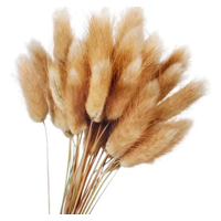 Genérico - Ramo Flores Secas 50 Uds Cola De Conejo Pampas