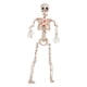 thumbnail image 1 of Figura De Esqueleto De Halloween Articulada, Decorativa Para Césped Interior., 1 of 5