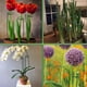 thumbnail image 4 of Plant Stake Support RAIKER, paquete de 12 unidades para tomates, peonías y lirios, 4 of 7