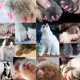 thumbnail image 2 of Gorros de uñas para gatos VICTHY 140 unidades (14 colores) con adhesivo tamaño XS, 2 of 7