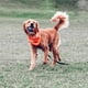 thumbnail image 4 of ¡Dog Ball Chuckit! Ultra Squeaker, extra grande, para más de 45 kg, 4 of 6
