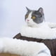 thumbnail image 2 of Casa Cama De Gato Tipo Canasto – Indeformable Acolchado - Gris, 2 of 3