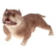 thumbnail image 5 of Figura De Modelo Animal Lindo Figura De Juguete Decoración Del Hogar American Bully Pitbull #B, 5 of 5