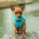 thumbnail image 1 of Chaleco de malla suave Mr. Peanut's PupTrek para mascotas pequeñas, 1 of 9