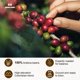 thumbnail image 2 of Café DAMN GOOD Mezcla 1776 – Tueste Oscuro – Bolsa de 283 g, 2 of 9