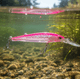 thumbnail image 3 of Señuelo Storm Thunder Barra (la Enojona O Cara De Malo)  Hot Pink Señuelo, 3 of 6