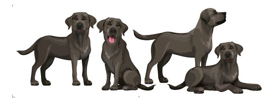 Rienda Libre Graphics - Decomural Black Labrador Retriever Standing Ws-80068