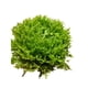 thumbnail image 1 of Lechuga Crispy Verde Bolsa, 1 Un, 1 of 1