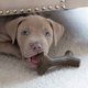 thumbnail image 4 of Juguetes masticables para perros Benebone Puppy, paquete de 2 unidades, Maplestick/Zaggler, 4 of 6
