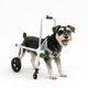 thumbnail image 1 of Silla De Ruedas Para Mascotas Con Ruedas Delanteras desmontables - TALLA M, 1 of 5