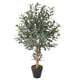 thumbnail image 2 of Arbol de Olivo de 90 cm , con tronco de madera., 2 of 2