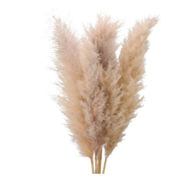 Genérico - Ramas Pampas Grass 3 Uds Decoración