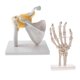 thumbnail image 2 of 1: 1 Junto Con El Hombro Funcional Humano Con Ligamento Y Modelo De Esqueleto De Mano, 2 of 4