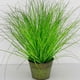 thumbnail image 1 of Planta Decorativa Pasto Cebra 63 Cm, 1 of 2