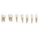 thumbnail image 4 of Dental 1:1 Modelo De Dientes Permanentes Dispositivo De Práctica De Estudio De Demostración Escolar, 4 of 5