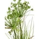 thumbnail image 2 of Pasto Angelica 81cm Artificial, 2 of 3