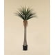 thumbnail image 2 of Arbol de Yuca planta hornamental marroqui alta 210 Mt, 2 of 3