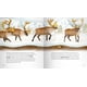 thumbnail image 4 of Secretos del Bosque de Editorial Contrapunto, 4 of 9