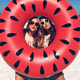 thumbnail image 3 of Flotador Inflable Redondo Diseño Sandía Para Piscina, 3 of 4