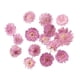 thumbnail image 2 of 10x Hojas Secas De Flores Prensadas Y Secas Para Manualidades DIY, Marcapáginas, Fabricación De Tarjetas 02, 2 of 5