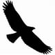 thumbnail image 1 of Decomural Hawk Bird Pack WS-33039, 1 of 2