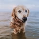 thumbnail image 4 of Juguetes masticables para perros Benebone Fishbone/Wishbone, paquete de 2 unidades, tamaño mediano, 4 of 7