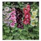 thumbnail image 4 of Semillas Alcea Rosea Las Encinas | Malva Real Gigante, 4 of 4