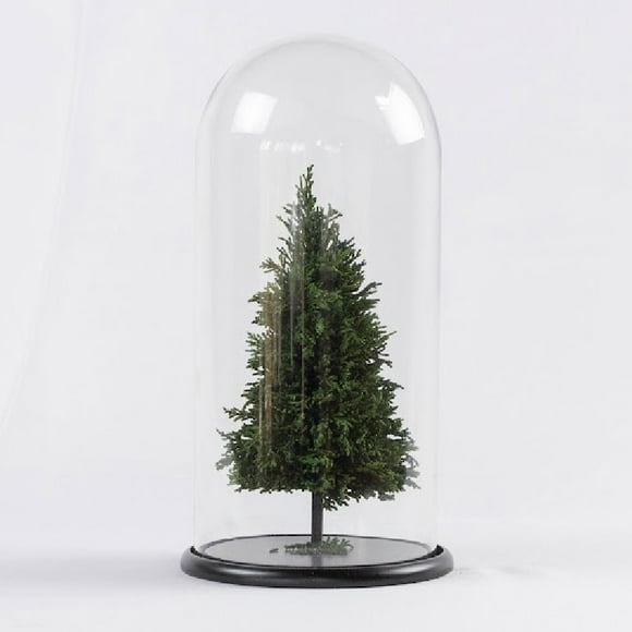 Cúpula Con Árbol De Navidad Preservado Natural